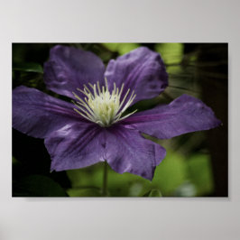 Clematis 8510 Print Poster