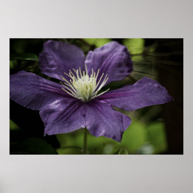 Clematis 8510 Print Poster (Vorne)