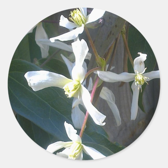 Clematis Armandii Blossom Sticker (Vorderseite)