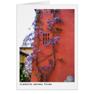 Clematis, Ascona, Tessin