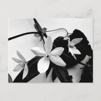 Clematis auf dem Wein in monochrome Postkarte