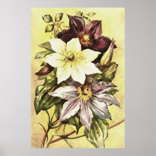 Clematis Blume Growers Botanische Kunst Poster