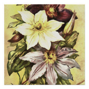 Clematis Blume Growers Botanische Kunst Poster