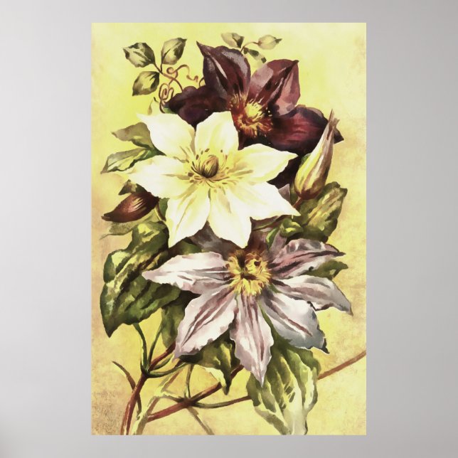 Clematis Blume Growers Botanische Kunst Poster (Vorne)