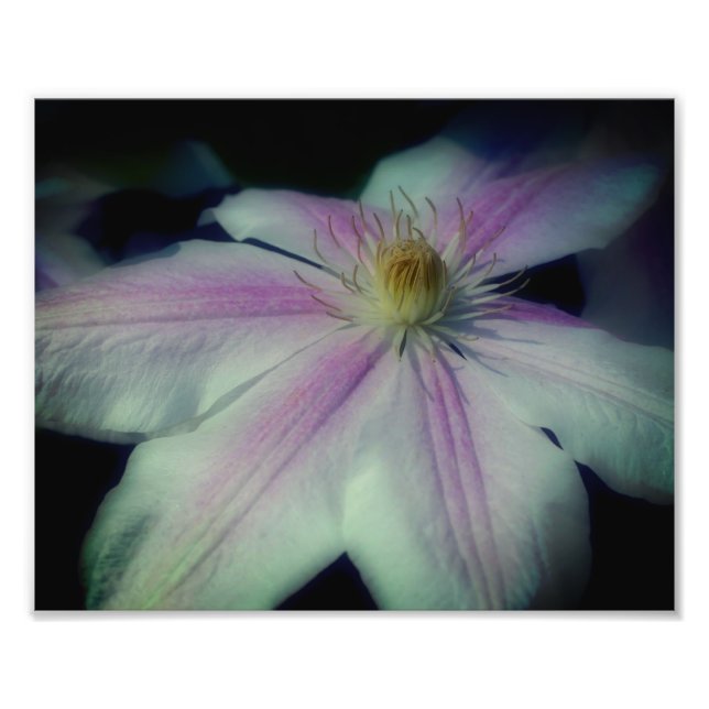 Clematis Blume Petals Up Nah 8x10 Fotodruck (Vorne)