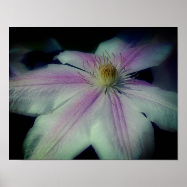 Clematis Blume Petals Up Nah Poster (Vorne)