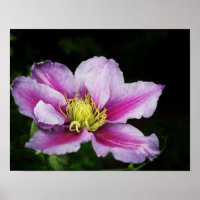 Clematis Blume