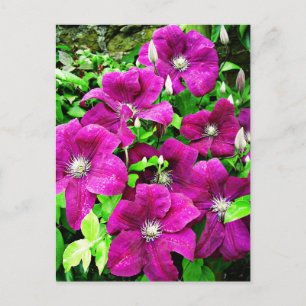 Clematis-Blüten Postkarte
