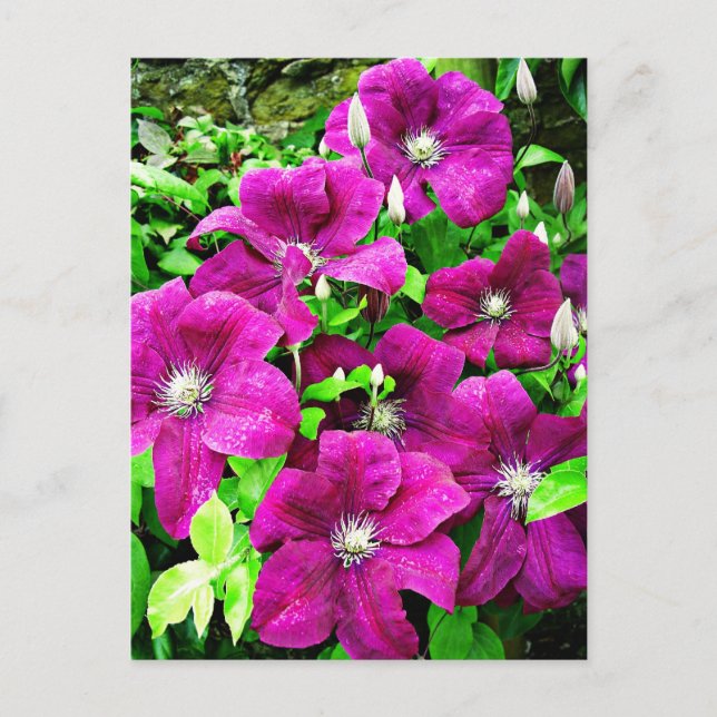 Clematis-Blüten Postkarte (Vorderseite)