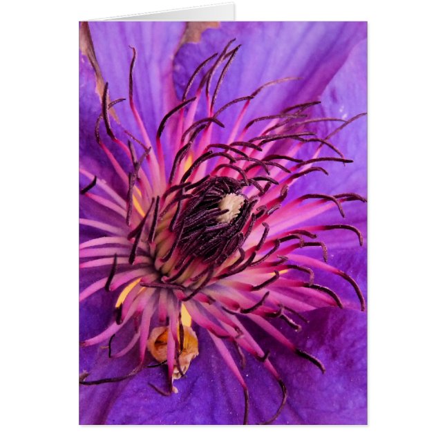 CLEMATIS CARD (Vorne)