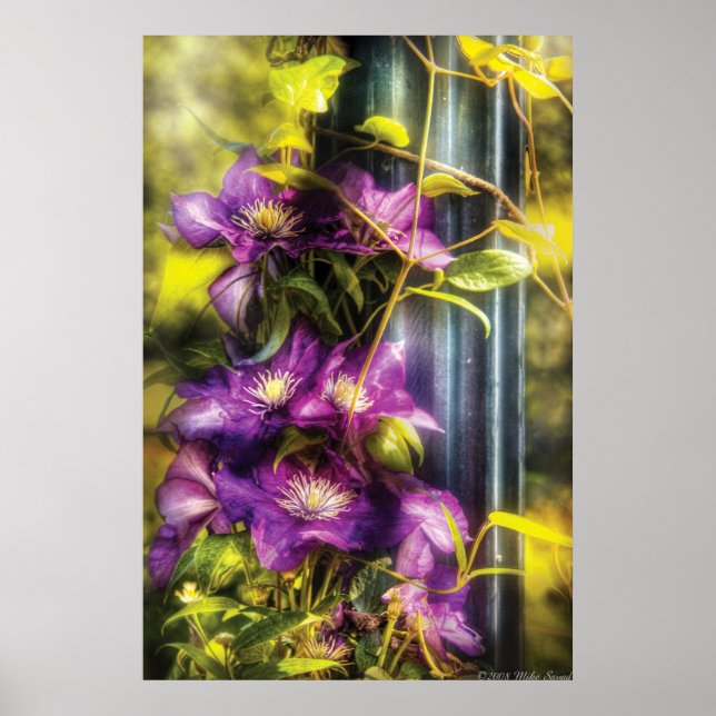 Clematis - Clematis & Lamp Poster (Vorne)
