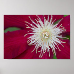 Clematis Closeup Poster