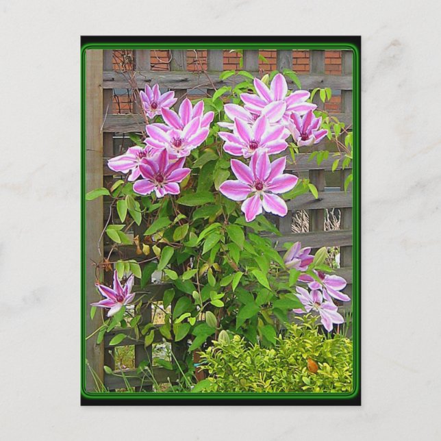 Clematis Cluster Postcard Postkarte (Vorderseite)