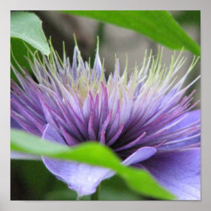 Clematis-Druck Poster