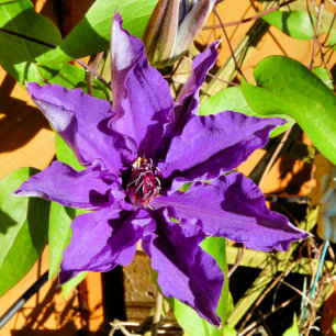 CLEMATIS FLIESE