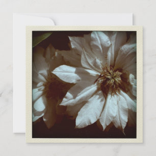 Clematis Floral Fotografy 2 Beerdigung Ankündigung