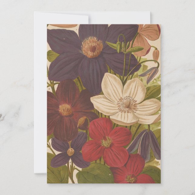 Clematis | George Nicholson (Vorderseite)