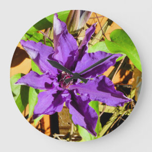 CLEMATIS GROßE WANDUHR