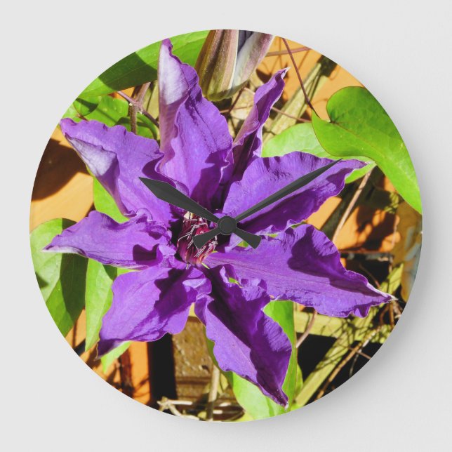 CLEMATIS GROßE WANDUHR (Vorderseite)
