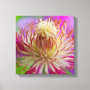 Clematis I Leinwanddruck