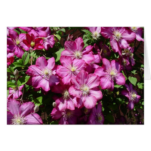 Clematis in Bloom (Vorderseite (Horizontal))