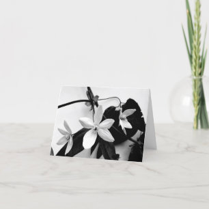 Clematis in einfarbigem Notecard Karte