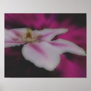 Clematis in rosa Blume Nah Poster