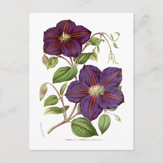 Clematis jackmani postkarte (Vorderseite)