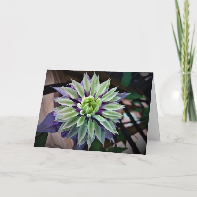 Clematis, Karte (Vorderseite)