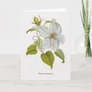 Clematis lanuginosa karte