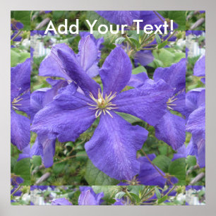 Clematis Lila grüne Blume Poster