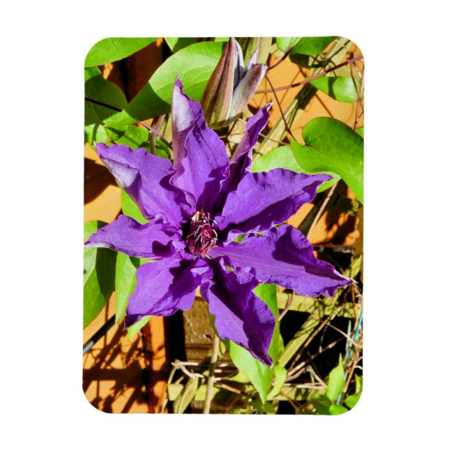 CLEMATIS MAGNET (Vertikal)