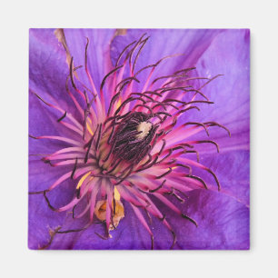 CLEMATIS MAGNET