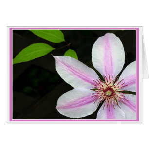 Clematis mit Blätter