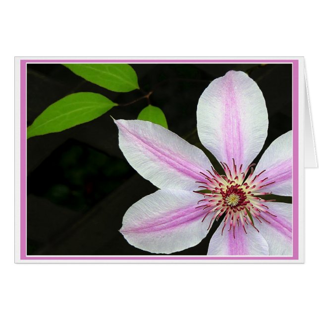 Clematis mit Blätter (Vorderseite (Horizontal))