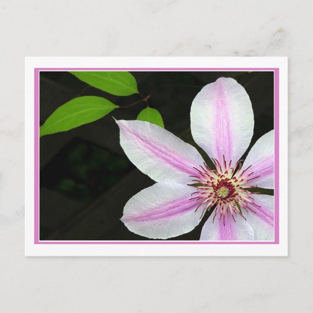 Clematis mit Blätter Postkarte (Vorderseite)