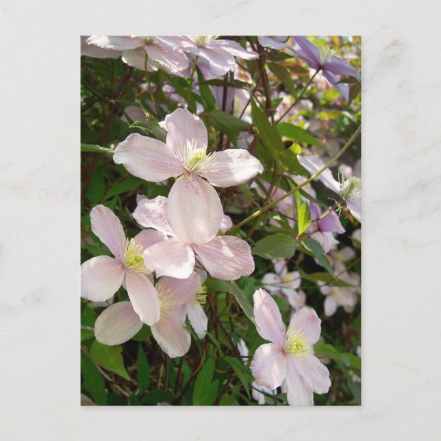 Clematis Montana Postkarte (Vorderseite)