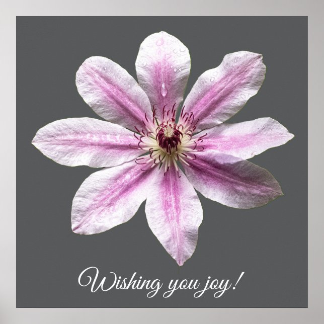 Clematis Nelly Moser Poster (Vorne)