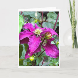 Clematis Niobe bei Cawdor Castle Blank Card Einladung