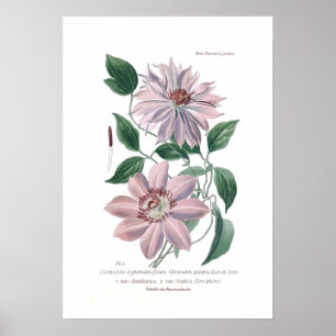 Clematis patens poster