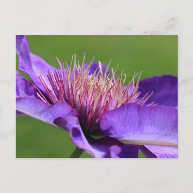 Clematis Postcard Postkarte (Vorderseite)