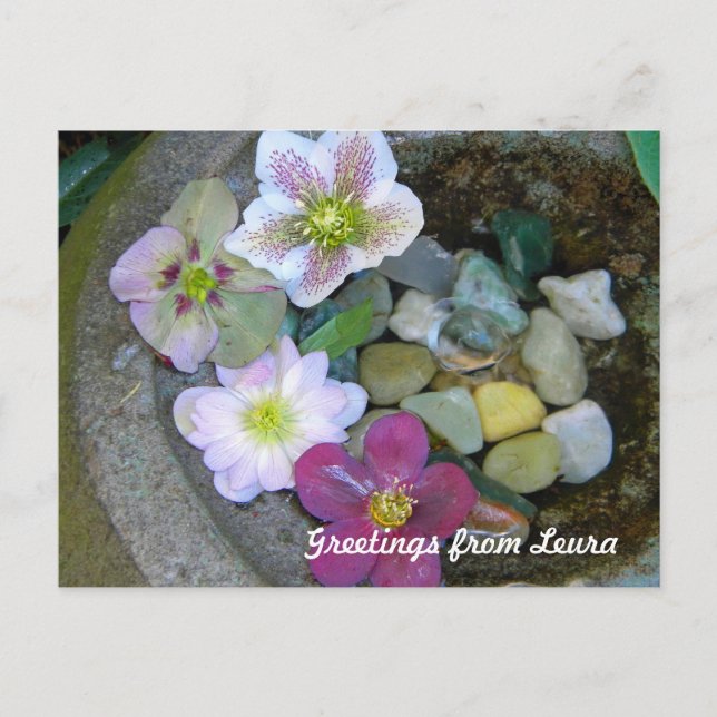 Clematis Postcard Postkarte (Vorderseite)