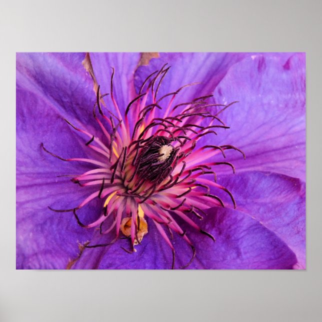 CLEMATIS POSTER (Vorne)
