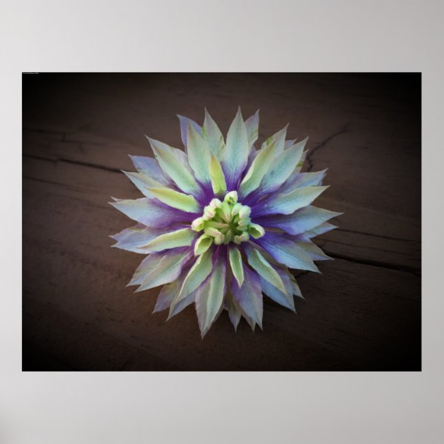 Clematis Poster (Vorne)