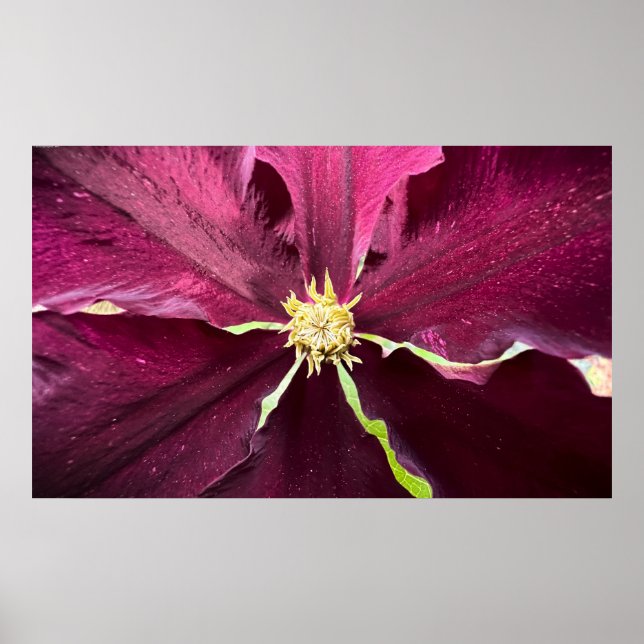 Clematis Poster (Vorne)