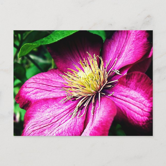 Clematis Postkarte (Vorderseite)