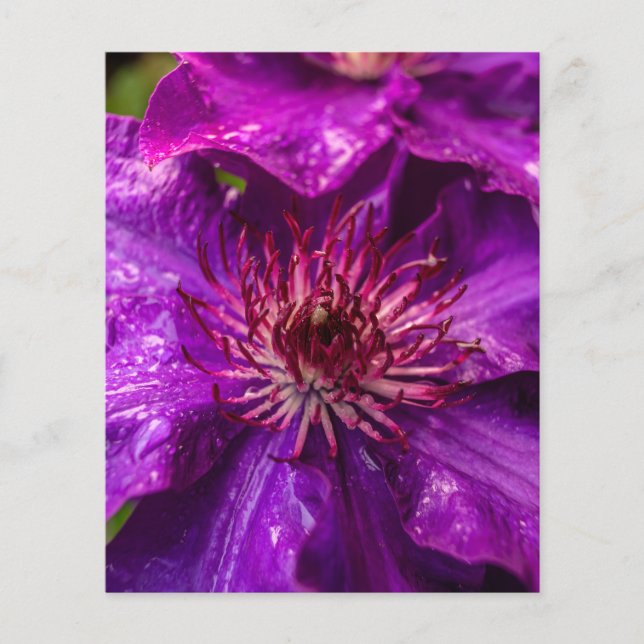 Clematis Präsident (Vorderseite)