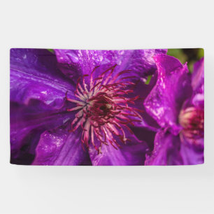 Clematis Präsident Banner