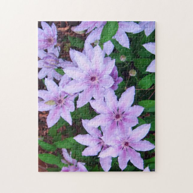 *Clematis* Puzzle (Vertikal)