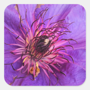 CLEMATIS QUADRATISCHER AUFKLEBER